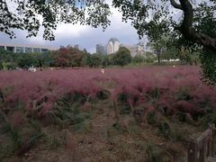 -艾溪湖湿地公园