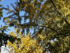 -三里屯东五街银杏大道