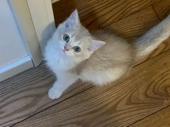 -欣宠猫屋·矮脚拿破仑·蓝金金渐层