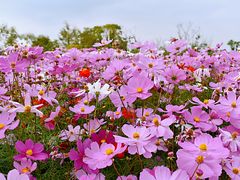 -花开海上生态园