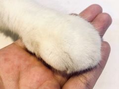 -平行世界·猫咖(首经贸店)