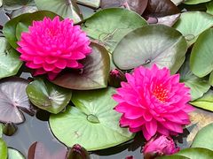 -国家植物园南园