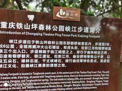 -铁山坪森林公园