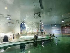 -北戴河圣蓝海洋公园