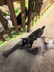 -酷嗒动物文化乐园(cutezoo西溪乐天城店)