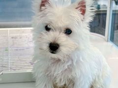 -翊宠yipet猫狗购宠庄园犬舍•猫舍