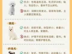 -翊宠yipet猫狗购宠庄园犬舍•猫舍