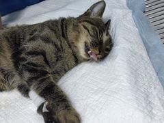 -菲丽丝宠物医院·24小时·猫科中心·免疫点(淮海分院)