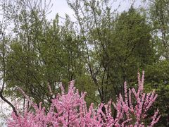 -群力丁香公园