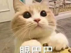 -虢国羊肉汤馆(政二街店)
