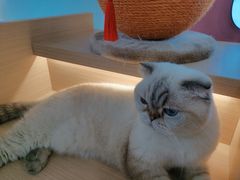 -喵园·猫主题咖啡厅·撸猫·猫咖(国贸店)