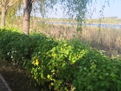 -呼兰河口湿地公园