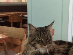 -猫小院猫主题餐厅(三里屯店)