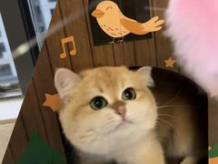 -猫十亿·布偶金渐层·曼基康矮脚猫舍(青年路店)
