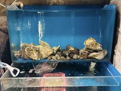 -桂马·日本料理·海胆·海鲜饭·酒场(民主广场店)