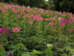 -松山湖梦幻百花洲