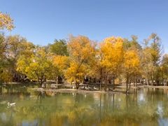 -金塔沙漠胡杨林景区