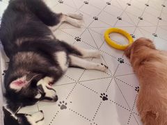 -毛绒耶耶撸宠馆·猫咖·狗咖·荷兰猪咖