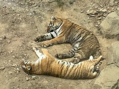 -大连森林动物园