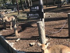 -奈良公园