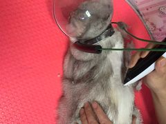 -A猫a狗全科·犬猫异宠·芥西宠物医院(南开总院)