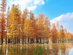 -白鹭湾湿地公园