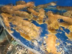 -沿海渔家院蒸汽海鲜·东北菜(东戴河店)