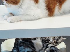 -飞行喵MR PILOT|猫舍·猫咖(静安大融城店)