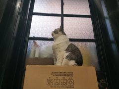 -猫色咖啡·猫咖