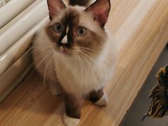 -平行世界·猫咖(首经贸店)