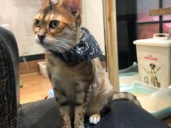 -猫色咖啡·猫咖