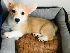 -翊宠yipet猫狗购宠庄园犬舍•猫舍