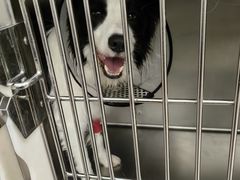 -爱妮康宠物医院·干细胞免疫细胞·肿瘤·心脏(张江店)