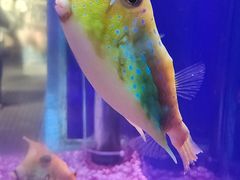 -大连圣亚海洋世界