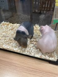 -Moni星球萌宠·小马宝莉·灵蛇·高端高阶全萌宠互动体验俱乐部(红豆国际广场店)