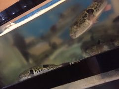 天正河鲀-天正河鲀·河豚亭(大连店)