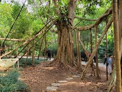 -中国科学院西双版纳热带植物园