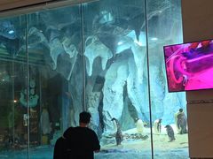 -帝企鹅自助餐厅•儿童岛•真企鹅(长隆企鹅酒店)