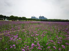 -西京湾花海