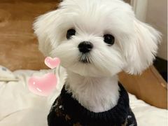 -萌宠之家·腊肠犬·马尔泰·小体犬舍