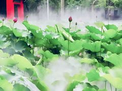 -四川大学(望江校区)