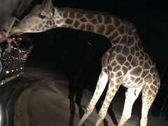 -清迈夜间动物园