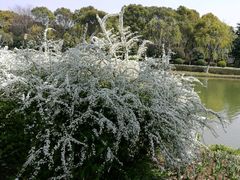 -上海鲜花港