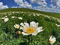 -乌拉盖芍药谷景区