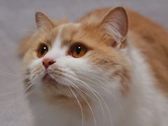 -猫大福·Fortune Cat猫舍(百子湾店)