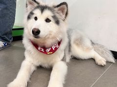 -Husky Go! 哈士奇体验馆·宠物咖啡厅狗咖