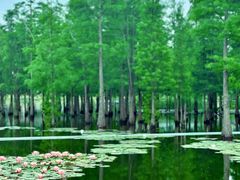 -白鹭湾湿地公园