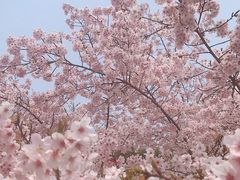 -顾村公园