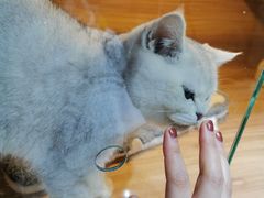 -喵百万·布偶·蓝金金渐层英短·猫舍(百子湾店)