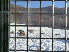 -横道河子东北虎林园